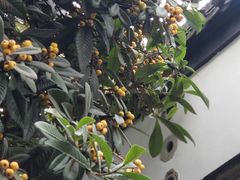 -南京市民俗博物馆(甘熙故居)