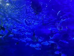 -江和美海洋公园