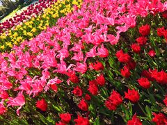 -上海鲜花港