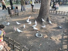 -西湖游船