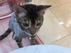 -糯米喵星人·撸猫猫舍咖啡馆(西市场嘉华店)