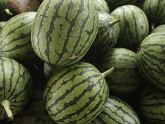 -庞各庄翠芳园西瓜蔬菜基地采摘园