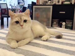 -东方名猫馆·英短金渐层布偶猫舍(环线广场1号楼店)