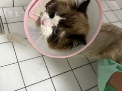 -瑞派宠物医院·犬猫全科·猫友好(宾水西道店)