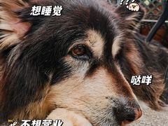 -more than meow吴止猫主题餐厅(承德 中船汇店)