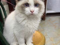 -lincat·猫舍(广州店)