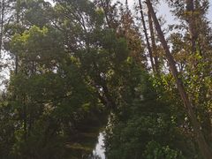 -上海长兴岛郊野公园