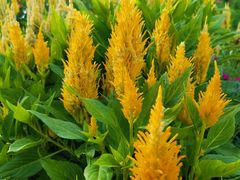 -长春公园(普阳街道)