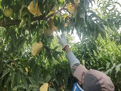 -老袁家蜜桃农场·阳山水蜜桃