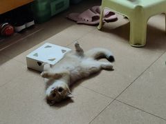 -lincat·猫舍(广州店)