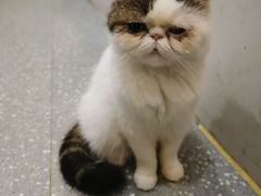 -共舞时光猫咖·狗咖(新街口店)