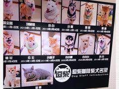 -逗柴咖啡屋·狗咖猫咖宠物桌游