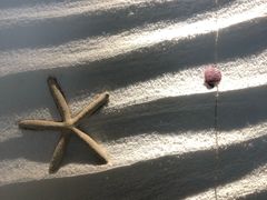 -青岛贝壳博物馆