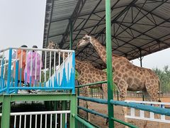 -秦皇岛野生动物园