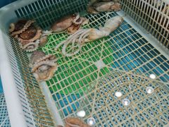 -港畔赶海蒸汽海鲜烧烤自助(仙螺岛店)