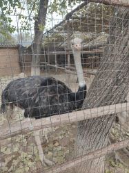 -上美四季动物农场