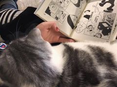 -猫猫幼稚园·撸猫·桌游·电玩