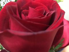 -花冠鲜花(勿忘我花店)