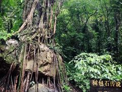 -莫里热带雨林景区