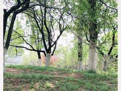 -长白岛森林公园