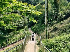 -铁山坪森林公园
