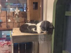 -猫咪博物馆(顶澳仔猫街店)