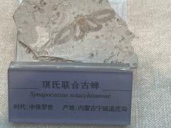 -国家自然博物馆