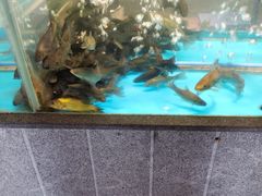 -丹江渔村(首都机场店)