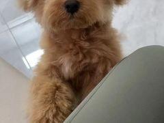 -瑞派动物医院·猫专科·至诚(江南中分院)