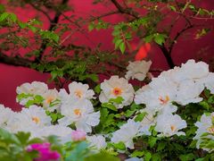 -北京市劳动人民文化宫(太庙)