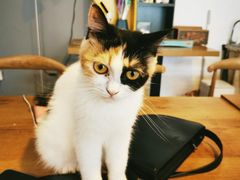 -平行世界·猫咖(首经贸店)