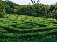 -大屏嶂森林公园