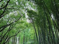 -同里国家湿地公园
