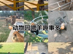 -西霞口神雕山野生动物世界