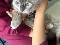 -瑞派福兴宠物医院犬猫全科·骨科·中西医结合(河东店)