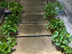 -梧桐餐厅(泉城路店)
