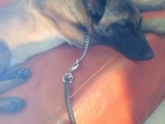 -爱贝特动物医院·猫口炎专科