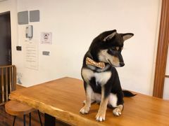 -豆柴町-柴犬主题狗咖(红鼎国际C座店)