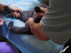 -康旭宠物医院(郑州总院)