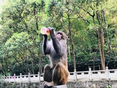 -黔灵山公园