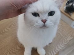 -李小姐の猫咖啡馆(五角场店)