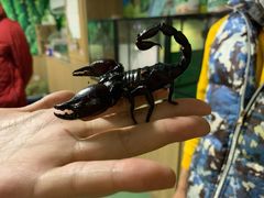 -藦茜花园宠物主题亲子互动体验馆(国顺东路店)