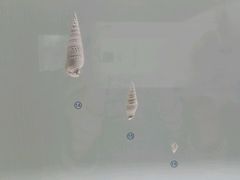 -青岛贝壳博物馆