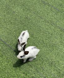 -萌宠亲子动物乐园(槐房万达店)