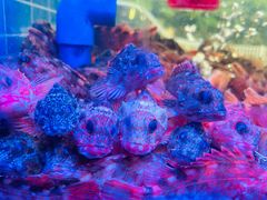 -金海湾海鲜排档(朱家尖店)