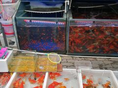 -登发花鸟鱼虫市场