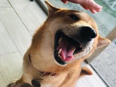 -柴犬高等学院·狗咖·柴犬售卖·宠物训练