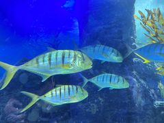 -海合安青岛极地海洋公园