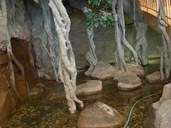 -阿斯牛牛·凉山菜(新会展店)