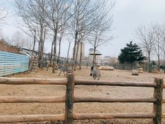 -大连森林动物园